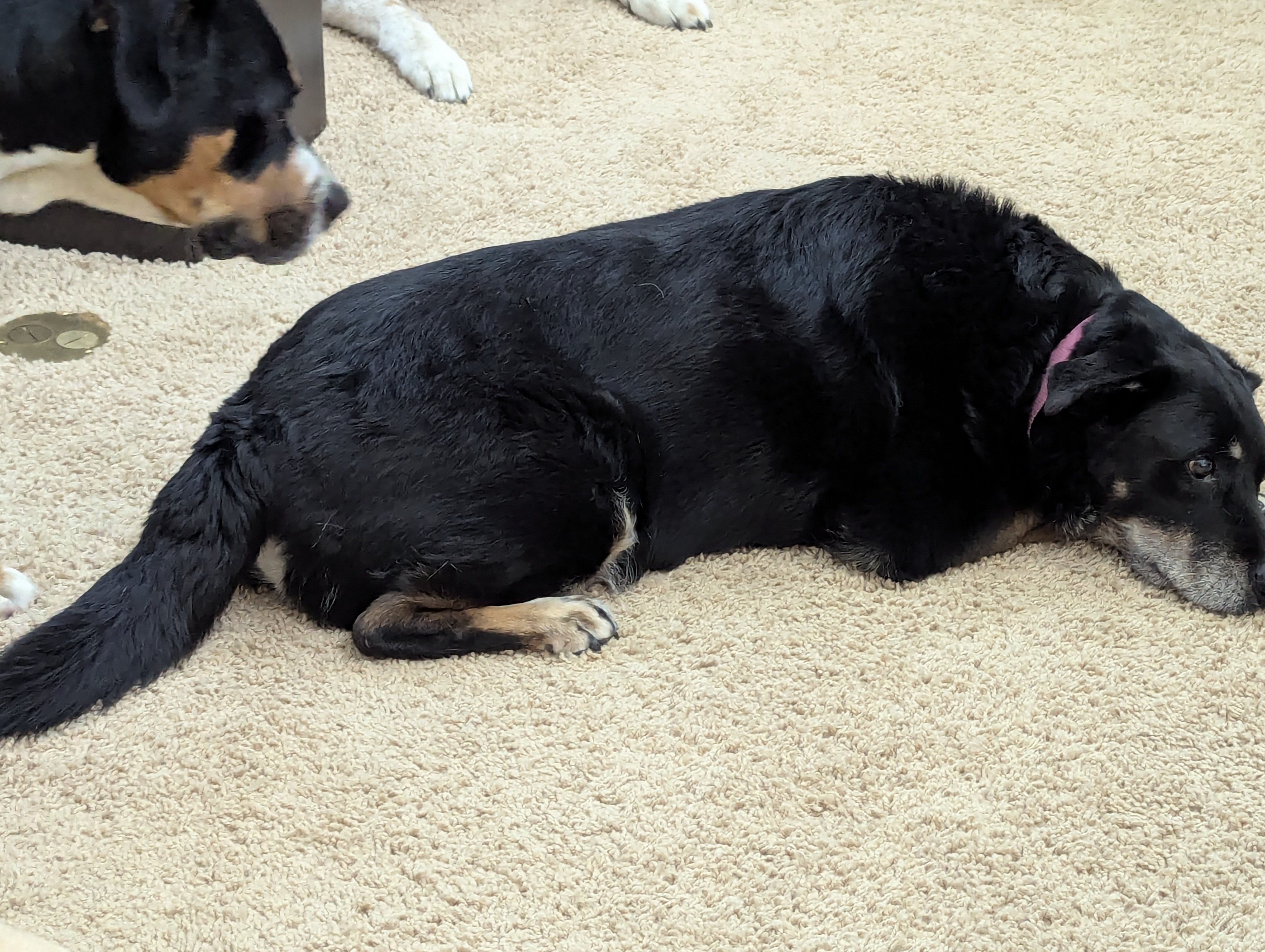 Father's Day, Colorado